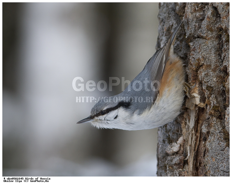 �����������, ���������� �������, ����������� ����� ������, ������, ��������, ��������, �����, �����, ��������, �����������, XYZ, �����������, Sittidae, ������������ ���������, �����, Sitta europaea