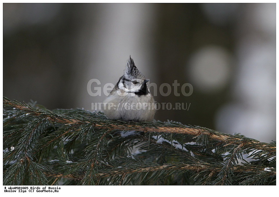 �����������, ���������� �������, ����������� ����� ������, ������, ��������, ��������, �����, �����, ��������, �����������, XYZ, ���������, Paridae, �������� ������, ���������, �������, ����������, ��������, Lophophanes cristatus, Parus cristatus