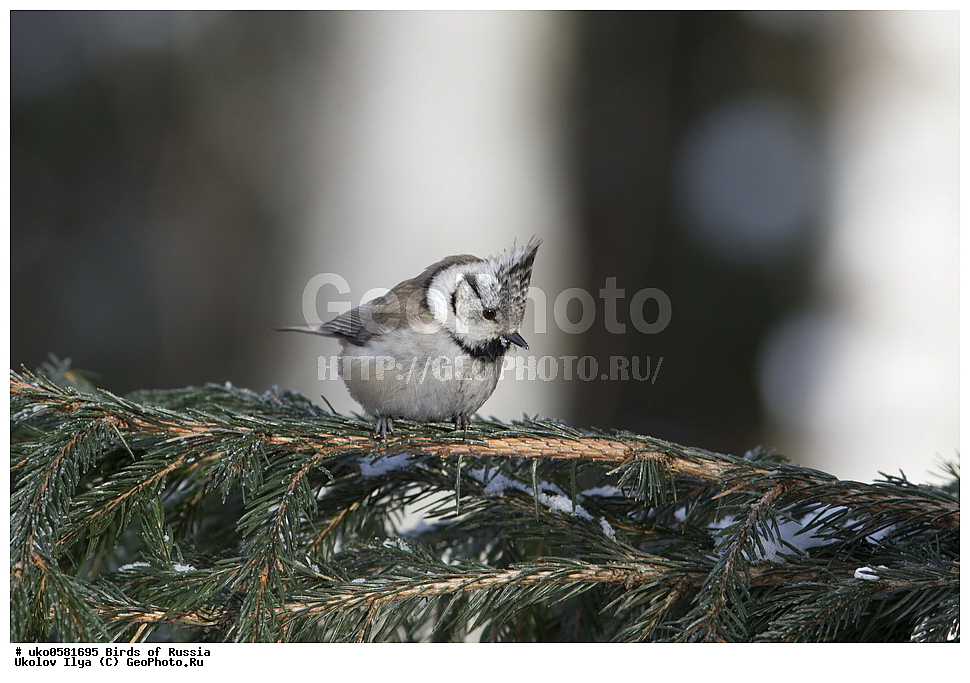 �����������, ���������� �������, ����������� ����� ������, ������, ��������, ��������, �����, �����, ��������, �����������, XYZ, ���������, Paridae, �������� ������, ���������, �������, ����������, ��������, Lophophanes cristatus, Parus cristatus