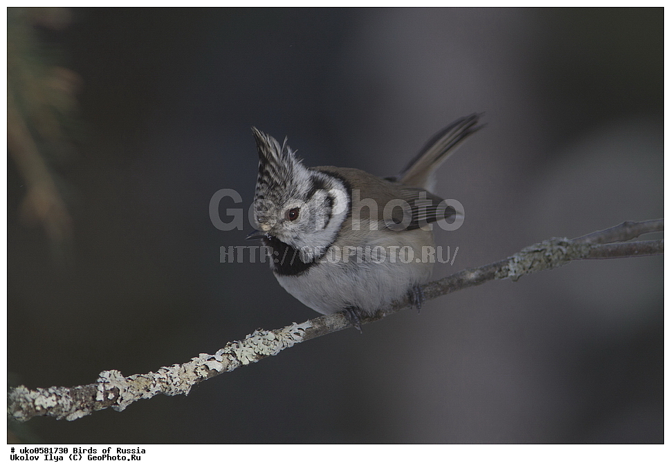 �����������, ���������� �������, ����������� ����� ������, ������, ��������, ��������, �����, �����, ��������, �����������, XYZ, ���������, Paridae, �������� ������, ���������, �������, ����������, ��������, Lophophanes cristatus, Parus cristatus