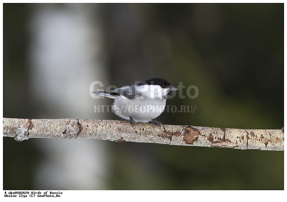 �����������, ���������� �������, ����������� ����� ������, ������, ��������, ��������, �����, �����, ��������, �����������, XYZ, ���������, Paridae, ����������� ������, ������, Poecile montanus, Parus montanus