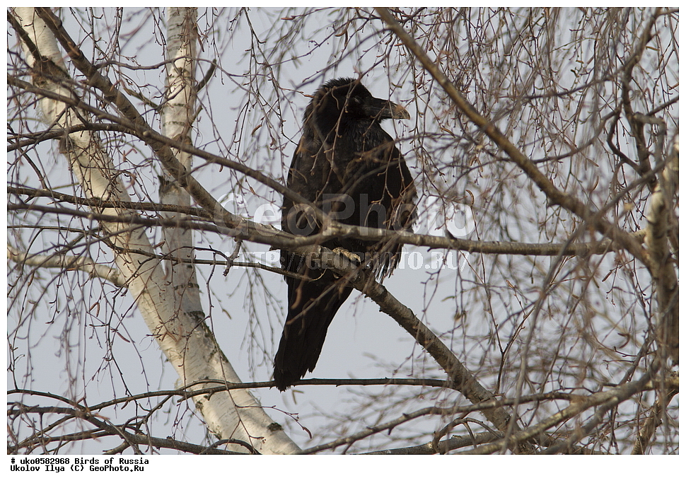 ������, ��������, ��������, �����, �����, ��������, �����������, XYZ, ��������, ���������, Corvidae, �����, Corvus corax, ����������� ����� ������, �����������, ���������� �������