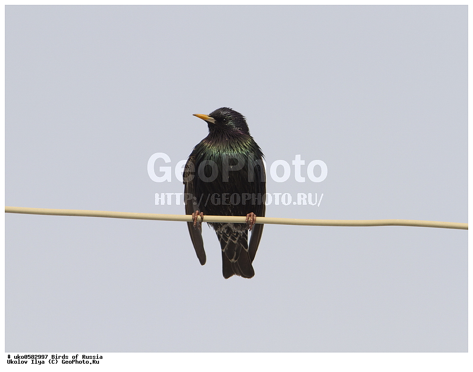 �����������, ���������� �������, ����������� ����� ������, ������, ��������, ��������, �����, �����, ��������, �����������, XYZ, ����������, Sturnidae, ������������ �������, Sturnus vulgaris