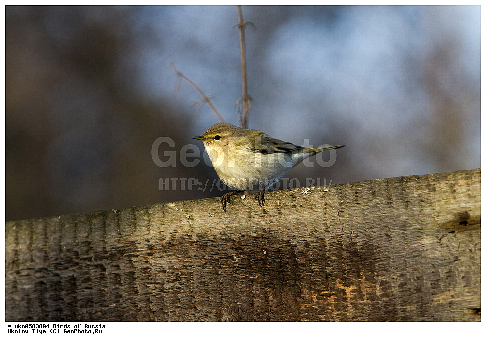 �����������, ���������� �������, ����������� ����� ������, ������, ��������, ��������, �����, �����, ��������, �����������, XYZ, ���������, Sylviidae, ����������, Phylloscopidae, �������-���������, ���������, �������-��������, Phylloscopus collybita