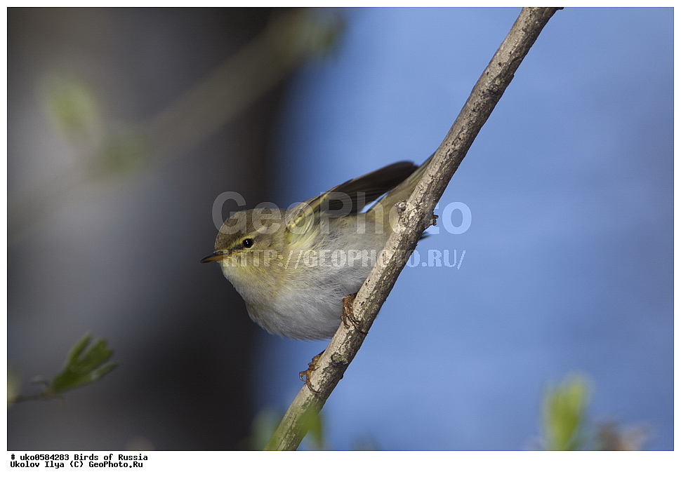 �����������, ���������� �������, ����������� ����� ������, ������, ��������, ��������, �����, �����, ��������, �����������, XYZ, ���������, Sylviidae, ����������, Phylloscopidae, �������-��������, Phylloscopus trochilus