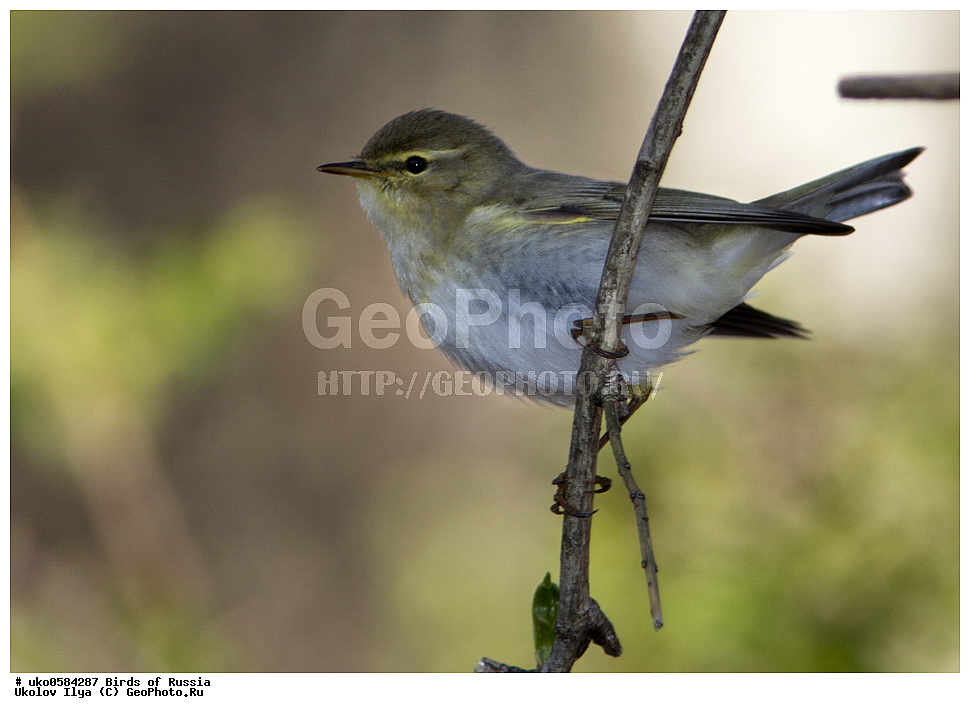 �����������, ���������� �������, ����������� ����� ������, ������, ��������, ��������, �����, �����, ��������, �����������, XYZ, ���������, Sylviidae, ����������, Phylloscopidae, �������-��������, Phylloscopus trochilus