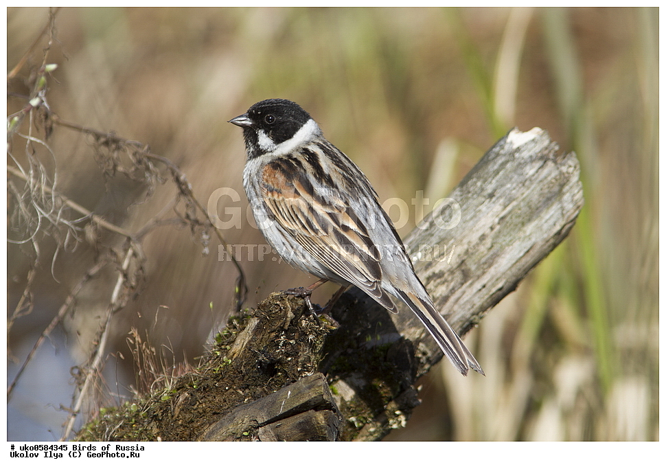 �����������, ���������� �������, ����������� ����� ������, ������, ��������, ��������, �����, �����, ��������, �����������, XYZ, ����������, Emberizidae, ��������� �������, ������������ �������, ��������, Emberiza schoeniclus, Schoeniclus schoeniclus