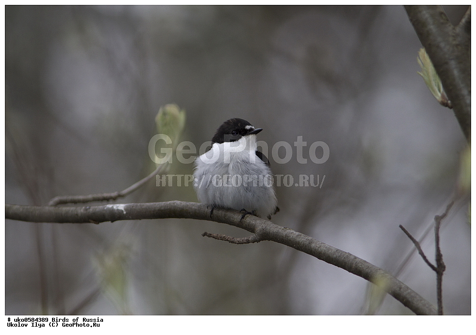 �����������, ���������� �������, ����������� ����� ������, ������, ��������, ��������, �����, �����, ��������, �����������, XYZ, ������������, Muscicapidae, ���������-���������, Ficedula hypoleuca