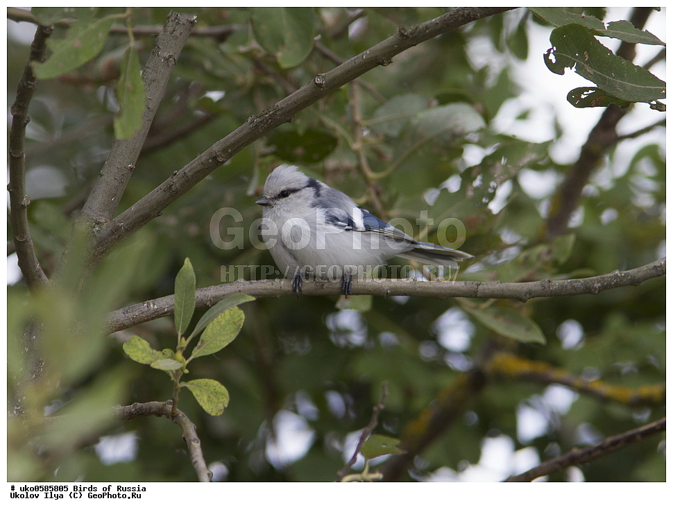 �����������, ���������� �������, ����������� ����� ������, ������, ��������, ��������, �����, �����, ��������, �����������, XYZ, ���������, Paridae, ����� ���������, �����, ������, Cyanistes cyanus, Parus cyanus