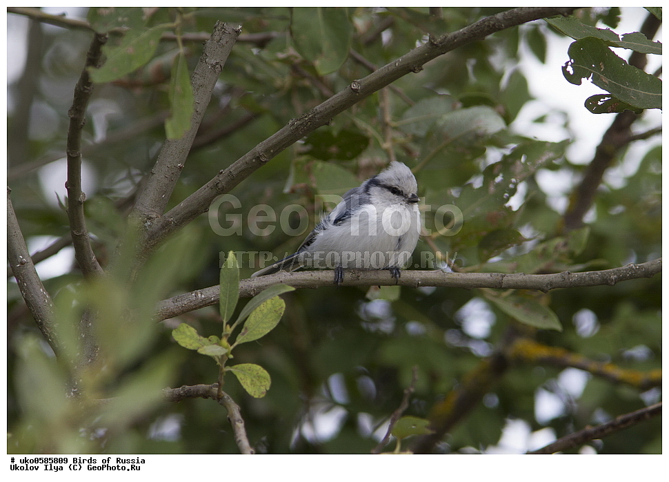 �����������, ���������� �������, ����������� ����� ������, ������, ��������, ��������, �����, �����, ��������, �����������, XYZ, ���������, Paridae, ����� ���������, �����, ������, Cyanistes cyanus, Parus cyanus