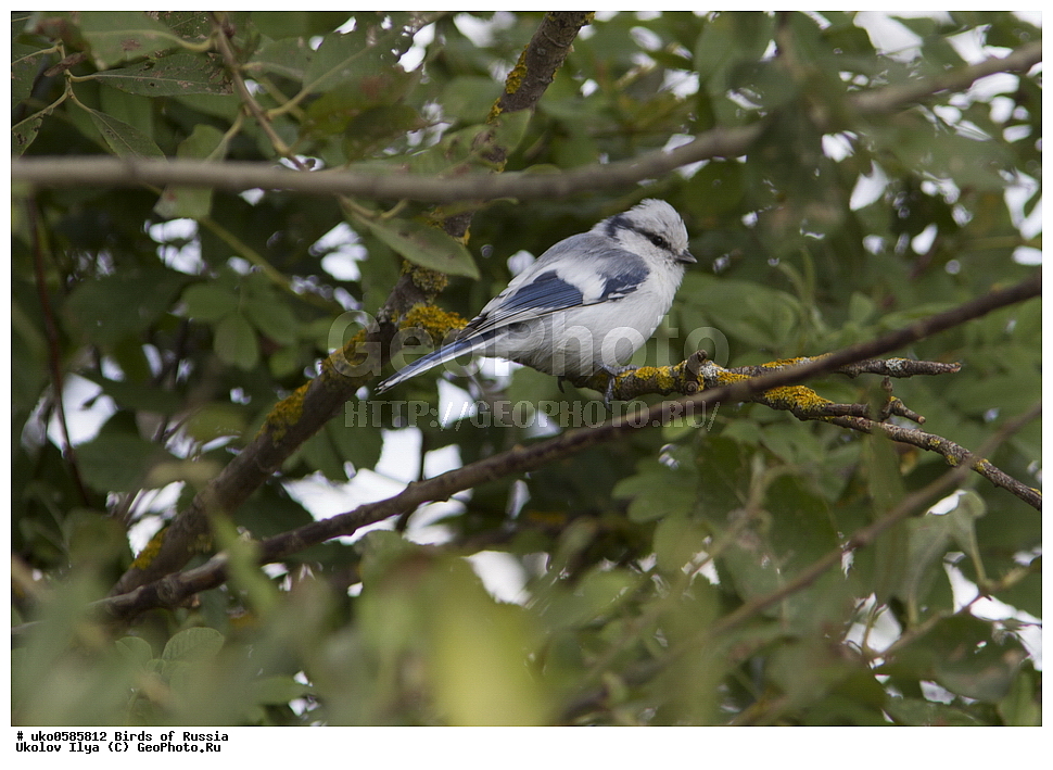 �����������, ���������� �������, ����������� ����� ������, ������, ��������, ��������, �����, �����, ��������, �����������, XYZ, ���������, Paridae, ����� ���������, �����, ������, Cyanistes cyanus, Parus cyanus