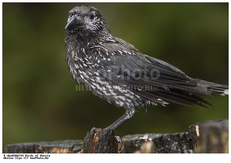 ������, ��������, ��������, �����, �����, ��������, �����������, XYZ, ��������, ���������, Corvidae, ��������, ��������, Nucifraga caryocatactes, ����������� ����� ������, �����������, ���������� �������