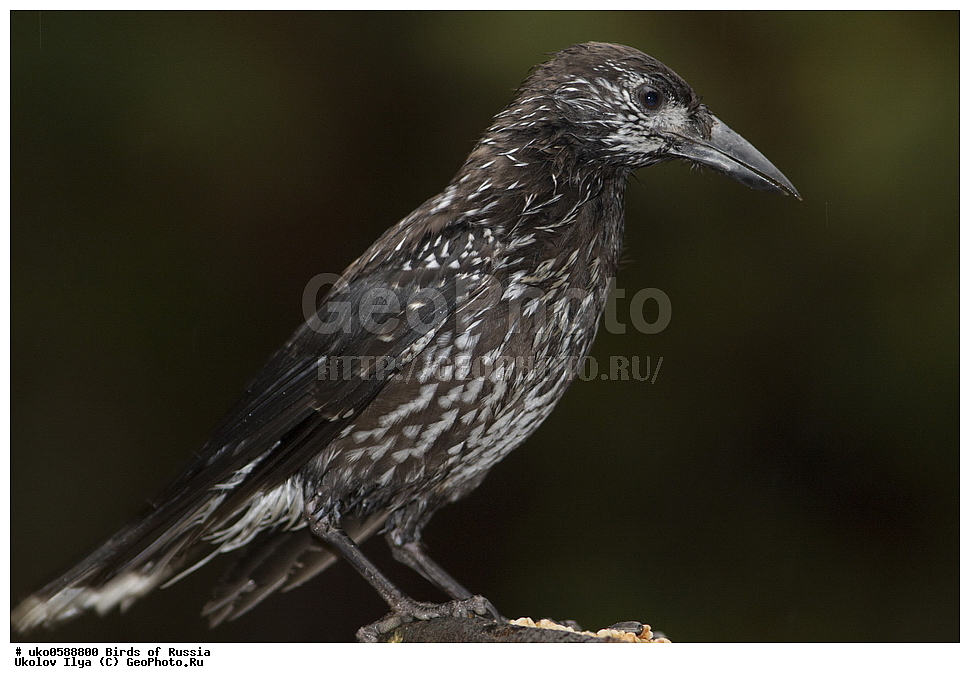 ������, ��������, ��������, �����, �����, ��������, �����������, XYZ, ��������, ���������, Corvidae, ��������, ��������, Nucifraga caryocatactes, ����������� ����� ������, �����������, ���������� �������