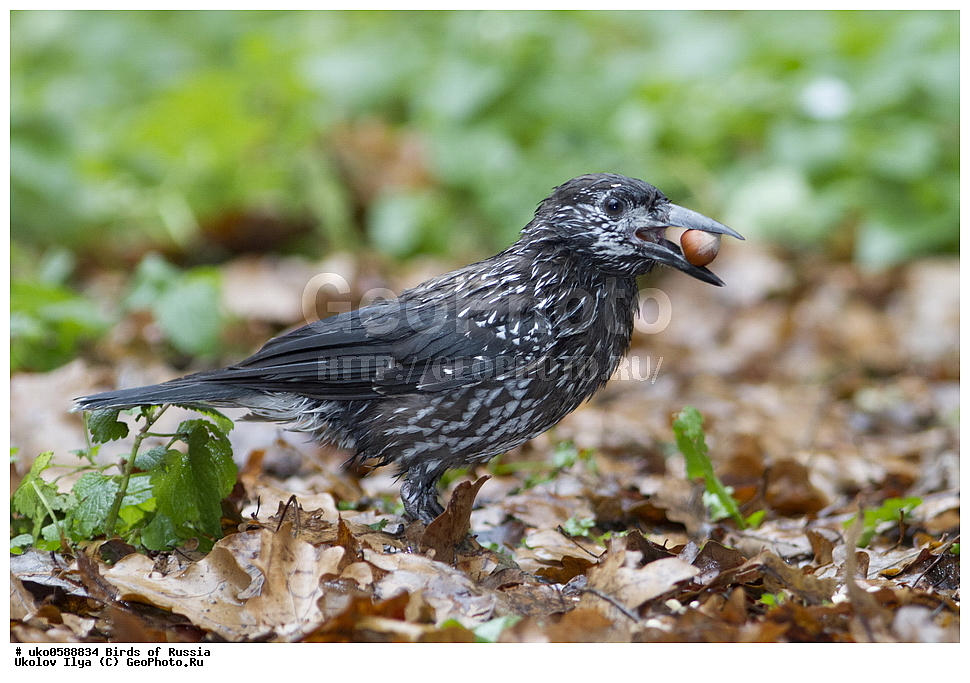 ������, ��������, ��������, �����, �����, ��������, �����������, XYZ, ��������, ���������, Corvidae, ��������, ��������, Nucifraga caryocatactes, ����������� ����� ������, �����������, ���������� �������