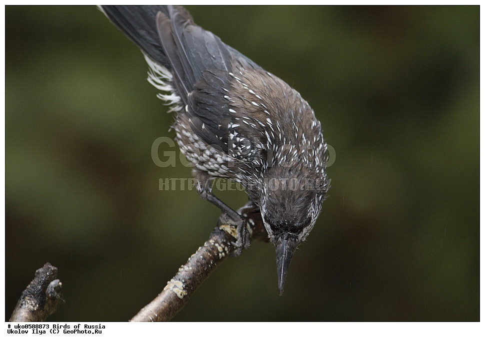 ������, ��������, ��������, �����, �����, ��������, �����������, XYZ, ��������, ���������, Corvidae, ��������, ��������, Nucifraga caryocatactes, ����������� ����� ������, �����������, ���������� �������