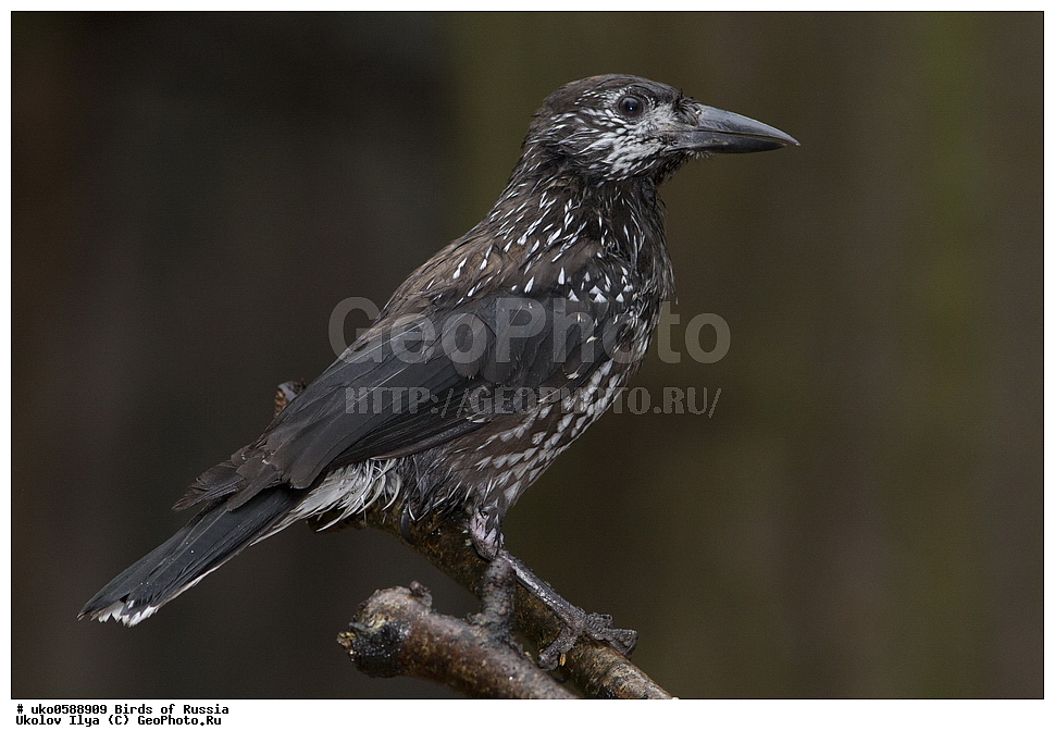 ������, ��������, ��������, �����, �����, ��������, �����������, XYZ, ��������, ���������, Corvidae, ��������, ��������, Nucifraga caryocatactes, ����������� ����� ������, �����������, ���������� �������