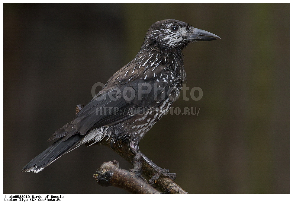 ������, ��������, ��������, �����, �����, ��������, �����������, XYZ, ��������, ���������, Corvidae, ��������, ��������, Nucifraga caryocatactes, ����������� ����� ������, �����������, ���������� �������