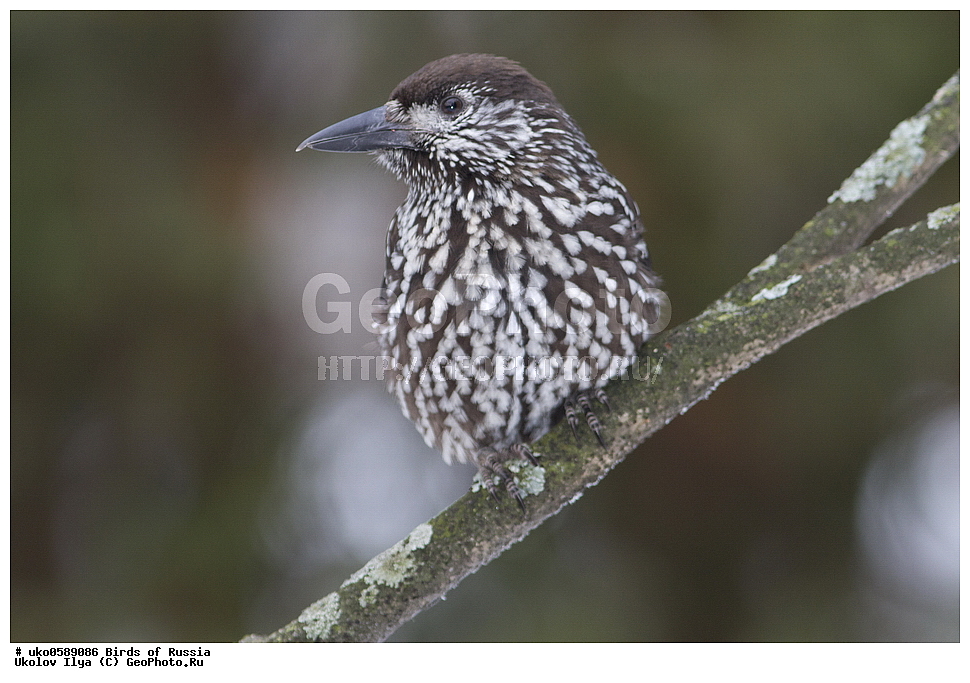 ������, ��������, ��������, �����, �����, ��������, �����������, XYZ, ��������, ���������, Corvidae, ��������, ��������, Nucifraga caryocatactes, ����������� ����� ������, �����������, ���������� �������