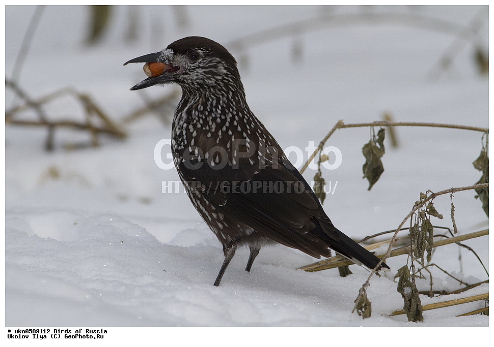 ������, ��������, ��������, �����, �����, ��������, �����������, XYZ, ��������, ���������, Corvidae, ��������, ��������, Nucifraga caryocatactes, ����������� ����� ������, �����������, ���������� �������