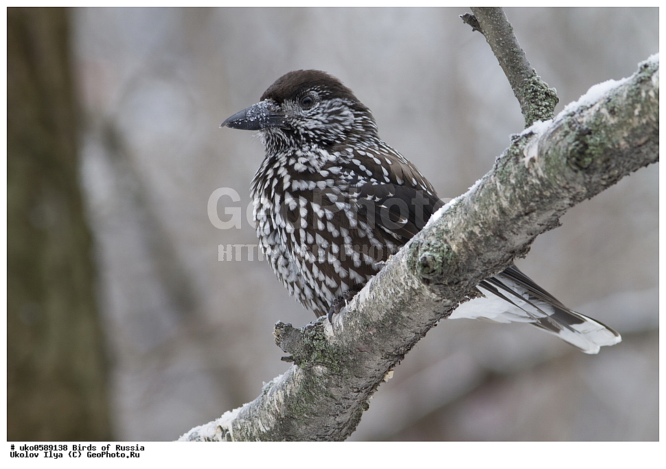 ������, ��������, ��������, �����, �����, ��������, �����������, XYZ, ��������, ���������, Corvidae, ��������, ��������, Nucifraga caryocatactes, ����������� ����� ������, �����������, ���������� �������