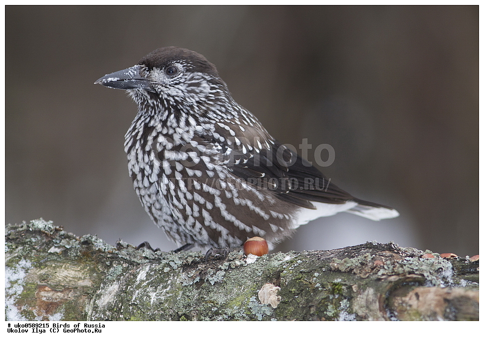 ������, ��������, ��������, �����, �����, ��������, �����������, XYZ, ��������, ���������, Corvidae, ��������, ��������, Nucifraga caryocatactes, ����������� ����� ������, �����������, ���������� �������