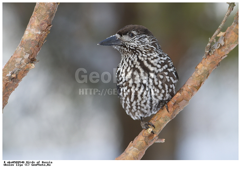 ������, ��������, ��������, �����, �����, ��������, �����������, XYZ, ��������, ���������, Corvidae, ��������, ��������, Nucifraga caryocatactes, ����������� ����� ������, �����������, ���������� �������