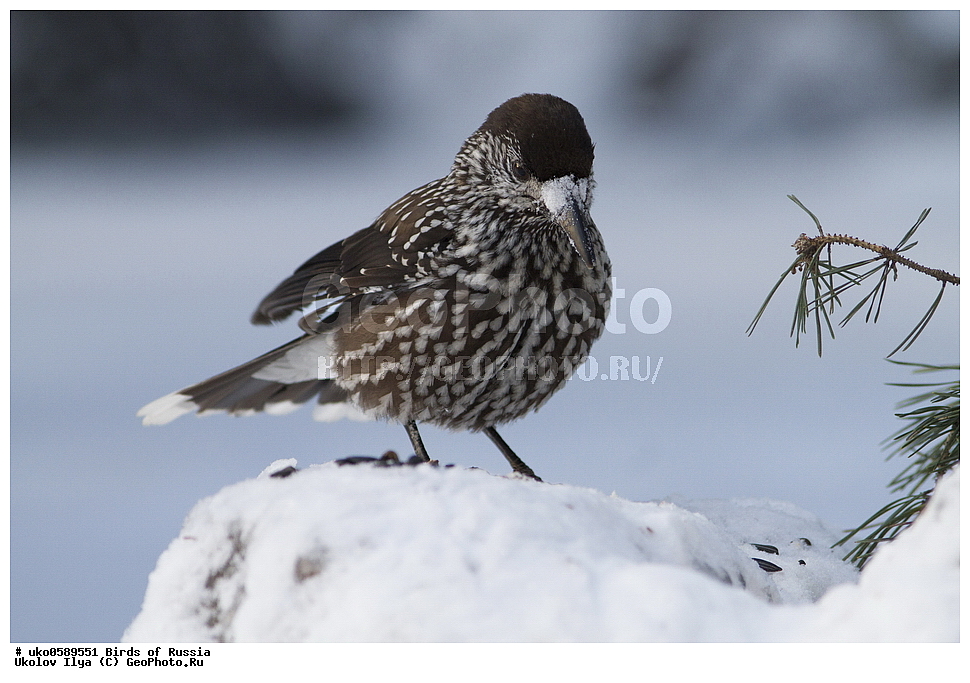 ������, ��������, ��������, �����, �����, ��������, �����������, XYZ, ��������, ���������, Corvidae, ��������, ��������, Nucifraga caryocatactes, ����������� ����� ������, �����������, ���������� �������