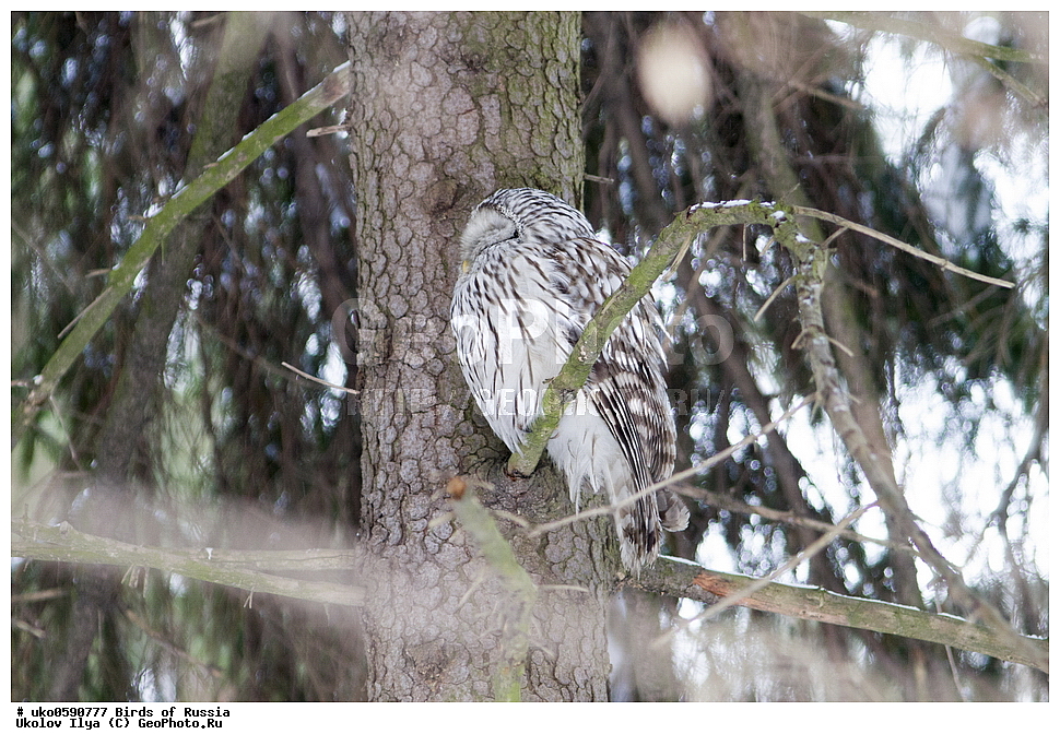 �����������, ���������� �������, ����������� ����� ������, ������, ��������, ��������, �����, �����, ��������, �����������, ������ �����, ������ �����, XYZ, �������, ��������� ����, Strigidae, ������������� �������, ��������� �������, Strix uralensis