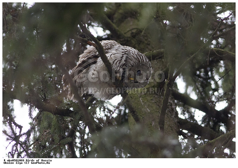 �����������, ���������� �������, ����������� ����� ������, ������, ��������, ��������, �����, �����, ��������, �����������, ������ �����, ������ �����, XYZ, �������, ��������� ����, Strigidae, ������������� �������, ��������� �������, Strix uralensis