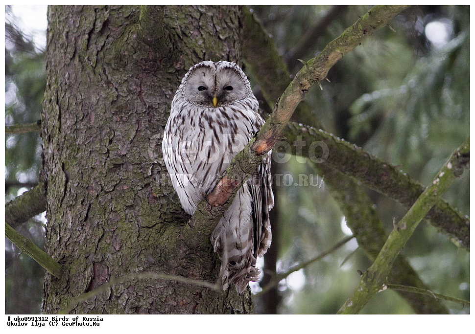 �����������, ���������� �������, ����������� ����� ������, ������, ��������, ��������, �����, �����, ��������, �����������, ������ �����, ������ �����, XYZ, �������, ��������� ����, Strigidae, ������������� �������, ��������� �������, Strix uralensis