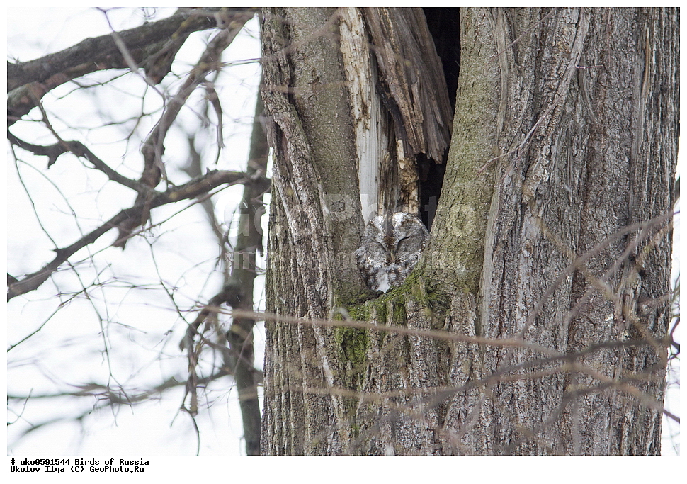 �����������, ���������� �������, ����������� ����� ������, ������, ��������, ��������, �����, �����, ��������, �����������, ������ �����, ������ �����, XYZ, �������, ��������� ����, Strigidae, ����� �������, ������������ �������, Strix aluco