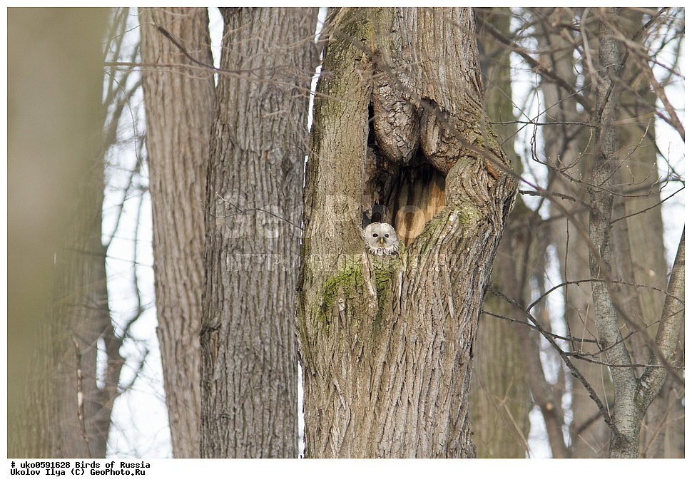 �����������, ���������� �������, ����������� ����� ������, ������, ��������, ��������, �����, �����, ��������, �����������, ������ �����, ������ �����, XYZ, �������, ��������� ����, Strigidae, ������������� �������, ��������� �������, Strix uralensis