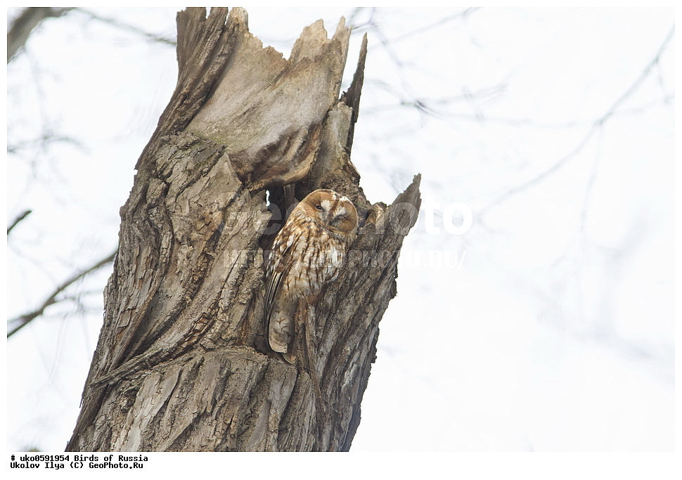 �����������, ���������� �������, ����������� ����� ������, ������, ��������, ��������, �����, �����, ��������, �����������, ������ �����, ������ �����, XYZ, �������, ��������� ����, Strigidae, ����� �������, ������������ �������, Strix aluco