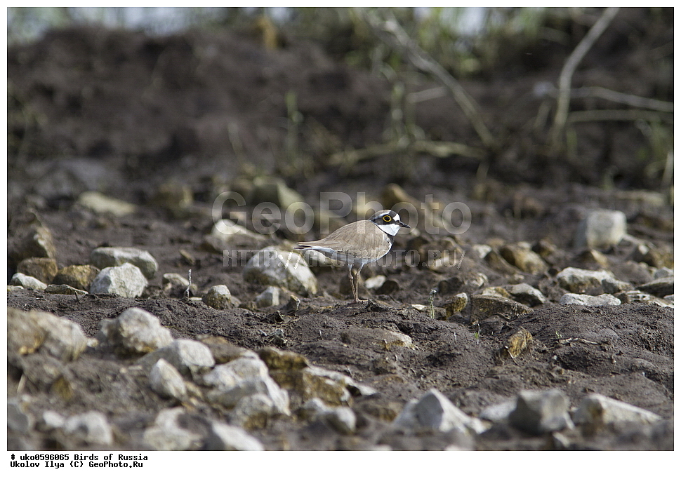 �����������, ���������� �������, ����������� ����� ������, ������, ��������, ��������, �����, �����, ��������, �����������, �����, ������, XYZ, ���������, Charadriidae, ����� ���, ����� ����, Charadrius dubius