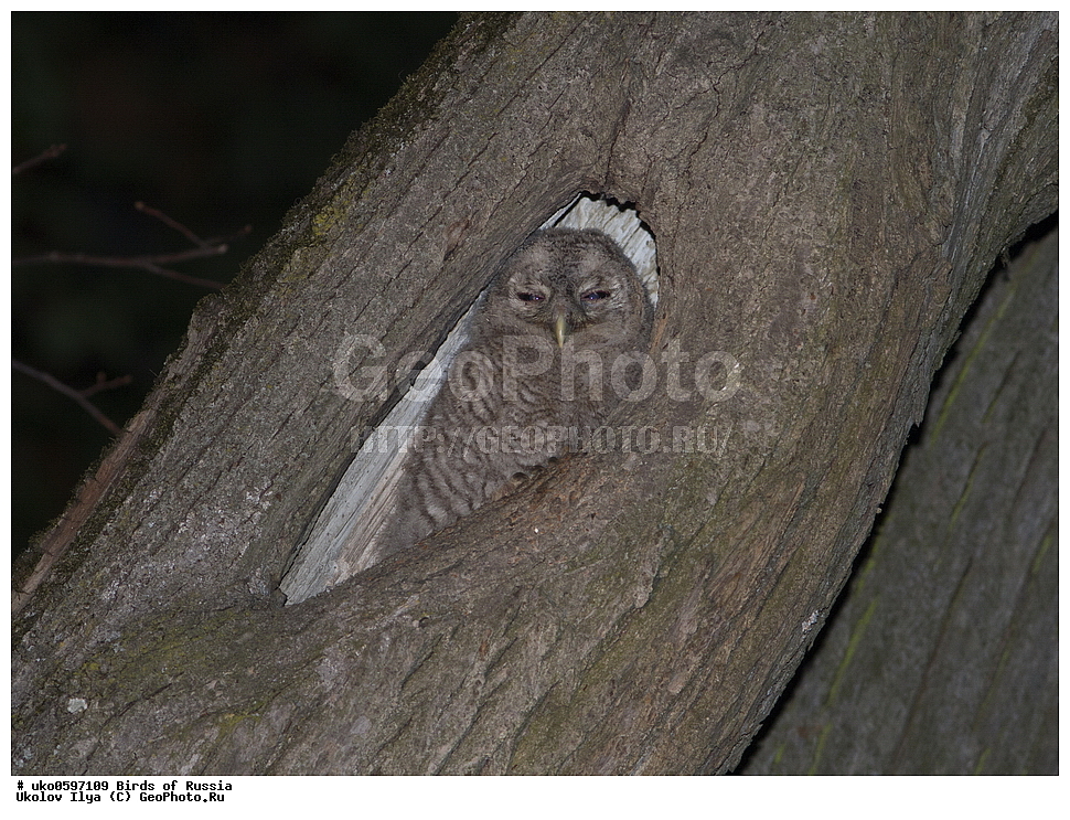 �����������, ���������� �������, ����������� ����� ������, ������, ��������, ��������, �����, �����, ��������, �����������, ������ �����, ������ �����, XYZ, �������, ��������� ����, Strigidae, ����� �������, ������������ �������, Strix aluco