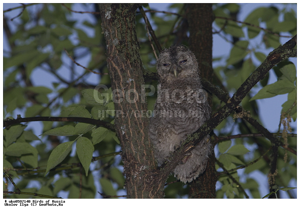 �����������, ���������� �������, ����������� ����� ������, ������, ��������, ��������, �����, �����, ��������, �����������, ������ �����, ������ �����, XYZ, �������, ��������� ����, Strigidae, ����� �������, ������������ �������, Strix aluco