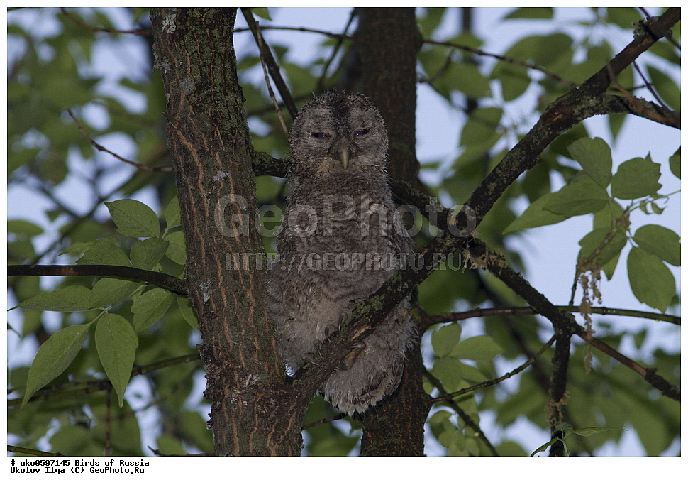 �����������, ���������� �������, ����������� ����� ������, ������, ��������, ��������, �����, �����, ��������, �����������, ������ �����, ������ �����, XYZ, �������, ��������� ����, Strigidae, ����� �������, ������������ �������, Strix aluco