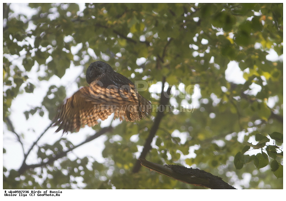 �����������, ���������� �������, ����������� ����� ������, ������, ��������, ��������, �����, �����, ��������, �����������, ������ �����, ������ �����, XYZ, �������, ��������� ����, Strigidae, ����� �������, ������������ �������, Strix aluco