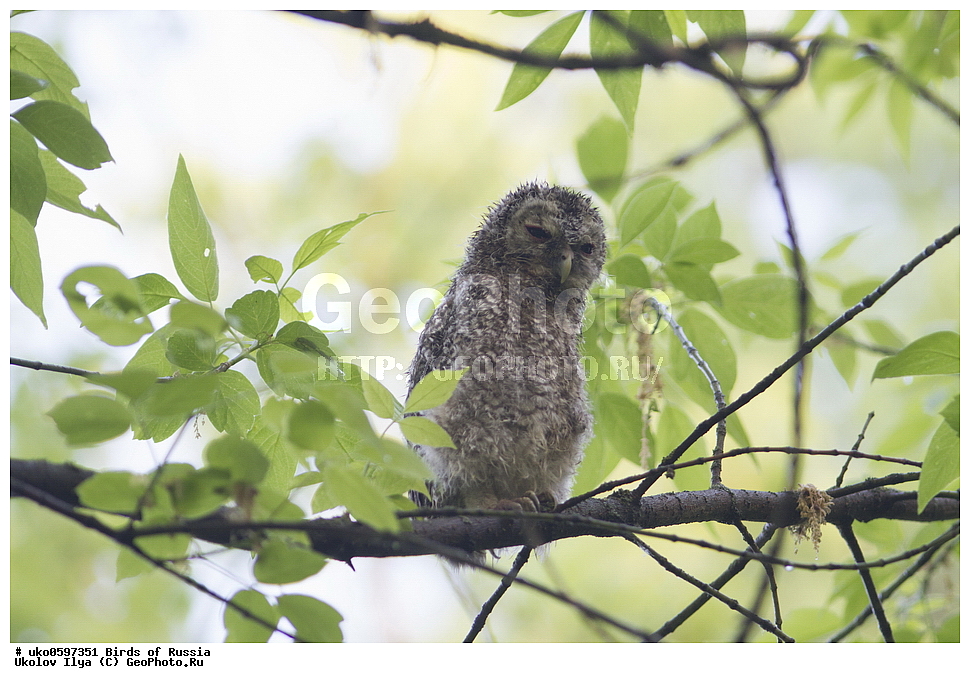 �����������, ���������� �������, ����������� ����� ������, ������, ��������, ��������, �����, �����, ��������, �����������, ������ �����, ������ �����, XYZ, �������, ��������� ����, Strigidae, ����� �������, ������������ �������, Strix aluco