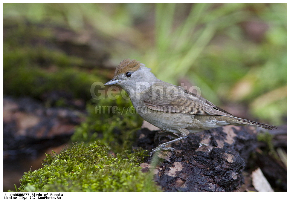 �����������, ���������� �������, ����������� ����� ������, ������, ��������, ��������, �����, �����, ��������, �����������, XYZ, ���������, Sylviidae, ������-������������, ������������ ������, ������������, Sylvia atricapilla