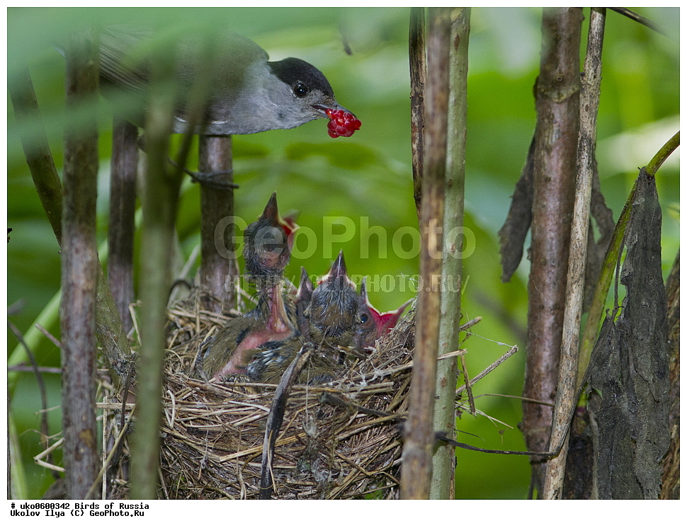 �����������, ���������� �������, ����������� ����� ������, ������, ��������, ��������, �����, �����, ��������, �����������, XYZ, ���������, Sylviidae, ������-������������, ������������ ������, ������������, Sylvia atricapilla