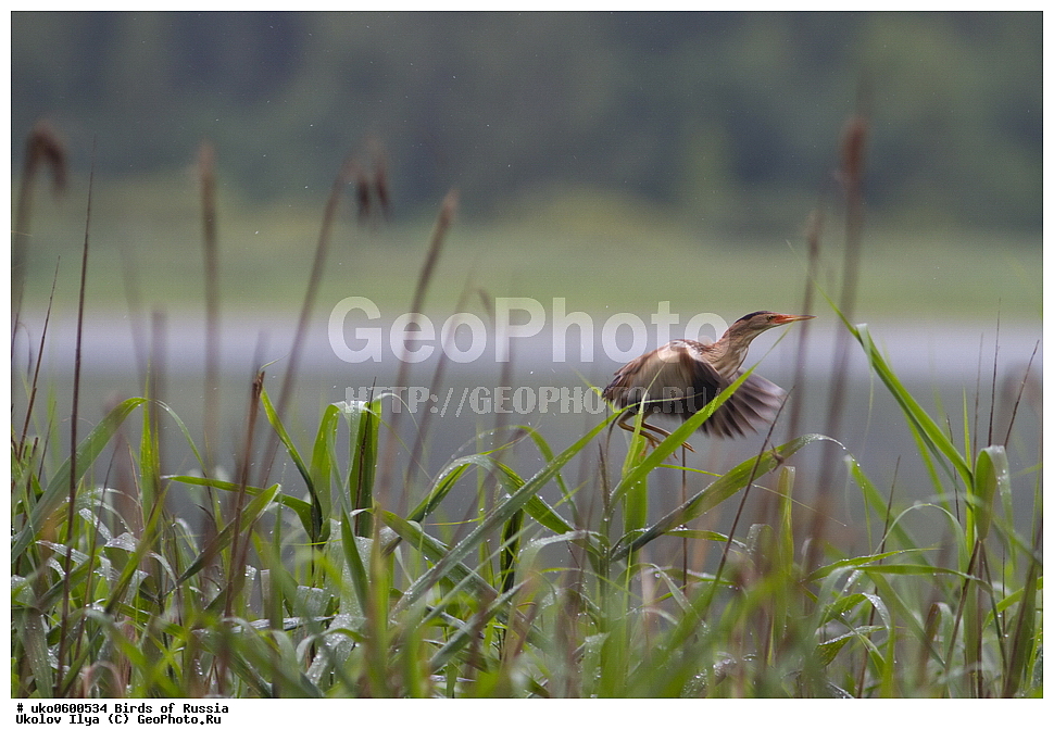 �����������, ���������� �������, ����������� ����� ������, ������, ��������, ��������, �����, �����, ��������, �����������, XYZ, ��������, Ardeidae, ����� ����, ������, Ixobrychus minutus