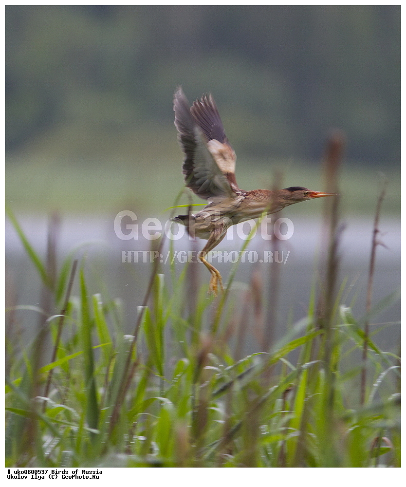 �����������, ���������� �������, ����������� ����� ������, ������, ��������, ��������, �����, �����, ��������, �����������, XYZ, ��������, Ardeidae, ����� ����, ������, Ixobrychus minutus