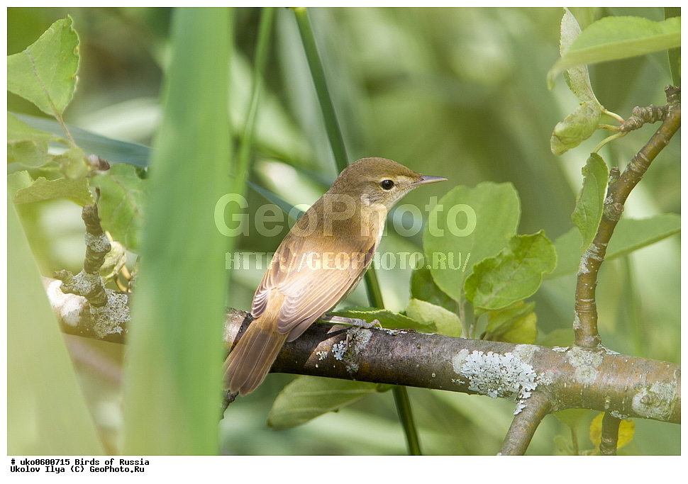 �����������, ���������� �������, ����������� ����� ������, ������, ��������, ��������, �����, �����, ��������, �����������, XYZ, ���������, Sylviidae, ������������ ���������, ������������ ���������, ������������ ���������, Acrocephalus scirpaceus