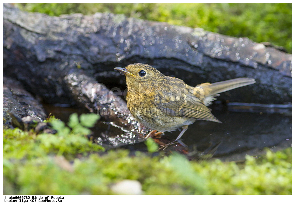 �����������, ���������� �������, ����������� ����� ������, ������, ��������, ��������, �����, �����, ��������, �����������, XYZ, ������������, Muscicapidae, �������, Erithacus rubecula