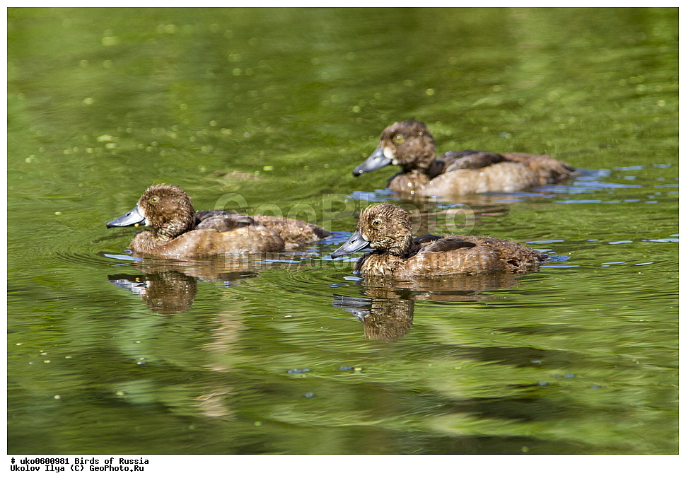 �����������, ���������� �������, ����������� ����� ������, ������, ��������, ��������, �����, �����, ��������, �����������, �����������������, ������������� �����, ������������� �����, XYZ, ������, Anatidae, �������� �������, �������� �����, Aythya fuligula