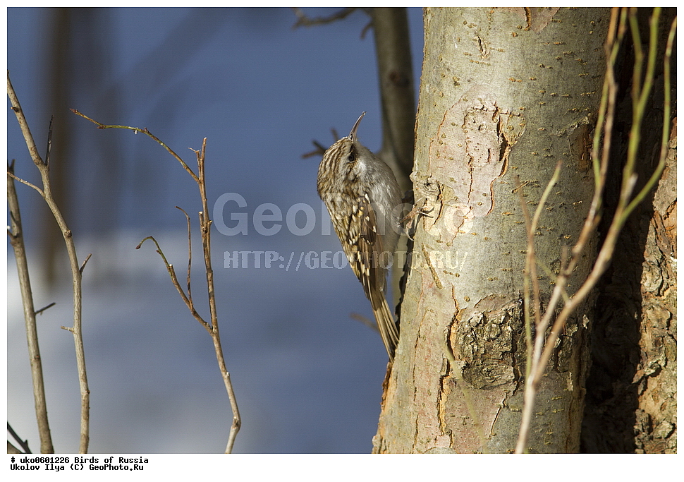 ������, ��������, ��������, �����, �����, ��������, �����������, XYZ, ���������, Certhiidae, ������������ ������, Certhia familiaris, ����������� ����� ������, �����������, ���������� �������