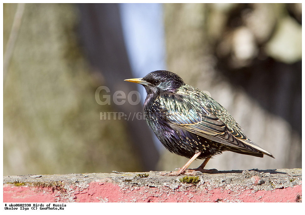 �����������, ���������� �������, ����������� ����� ������, ������, ��������, ��������, �����, �����, ��������, �����������, XYZ, ����������, Sturnidae, ������������ �������, Sturnus vulgaris