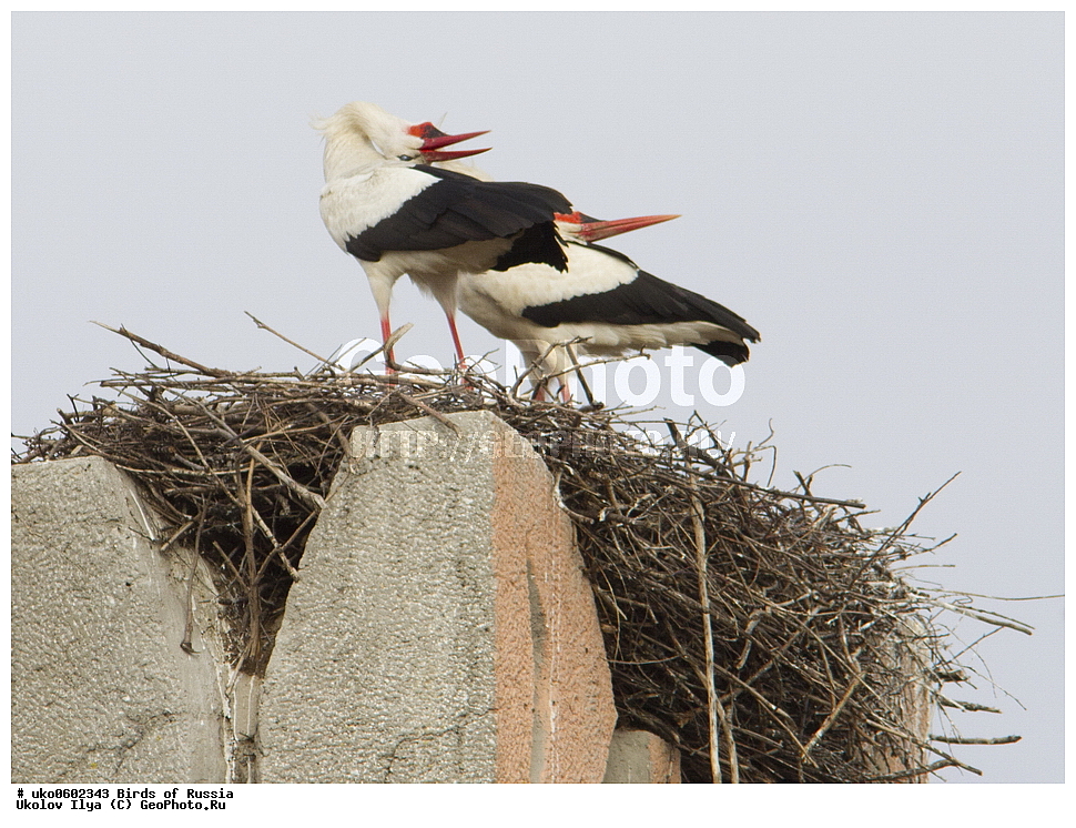 �����������, ���������� �������, ����������� ����� ������, ������, ��������, ��������, �����, �����, ��������, �����������, XYZ, ��������, Ciconiidae, ����� ����, Ciconia ciconia