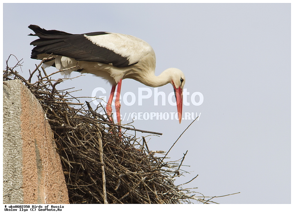 �����������, ���������� �������, ����������� ����� ������, ������, ��������, ��������, �����, �����, ��������, �����������, XYZ, ��������, Ciconiidae, ����� ����, Ciconia ciconia